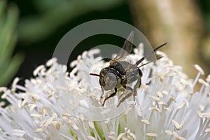 Little black wasp on some flowers