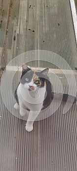 The little black and white cat on the roof garden