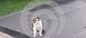 The little black and white cat on the roof garden