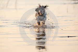 Little black and white dog running around in shallow waters.