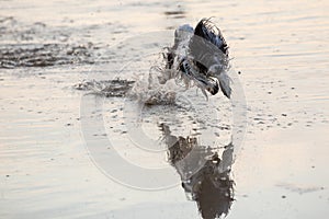 Little black and white dog running around in shallow waters.