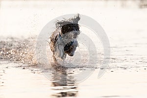 Little black and white dog running around in shallow waters.