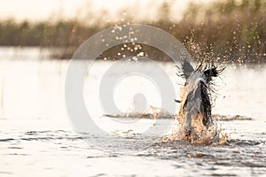 Little black and white dog running around in shallow waters.