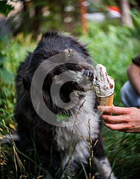 Little black and white doggy is eating ice cream