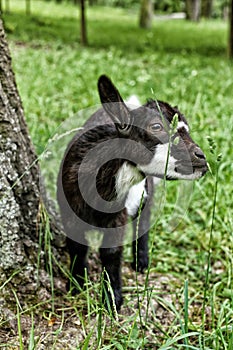 Little black and white goat eating grass