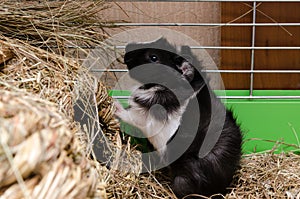 Little guinea pig eating salad leaf.