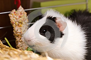 Little guinea pig eating salad leaf.