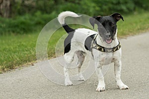 A little black and white Jack Russel plays outside