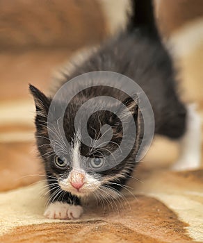 Little black and white kitten