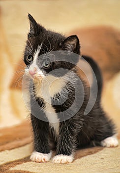 Little black and white kitten