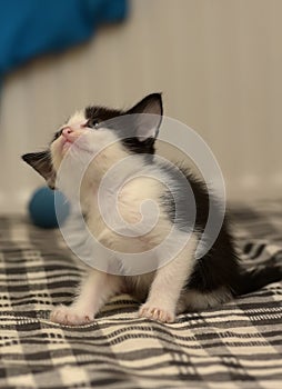 Little black and white kitten