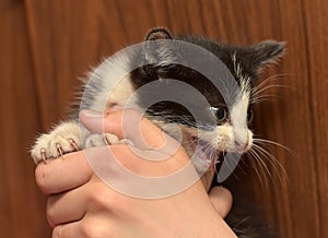 Little black and white kitten hisses