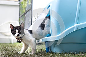 Little black and white long-legged munchin kitten walk out of the blue cat`s toilet in the garden.