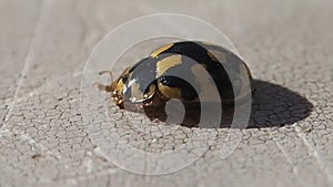 Little black and yellow ladybird cleaning its legs