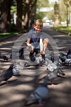 A little blond boy feeds pigeons in the park.
