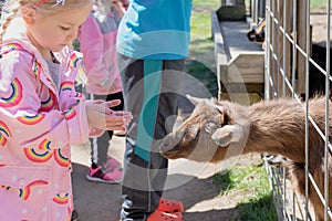 Little blond girl feeding young goat