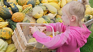 Little blond girl lays out collected pumpkins from the basket at the farmer's market fair. Fall Season.