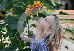 Little blonde girl raised her head and sniffs a sunflower,