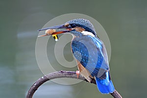 little blue bird having red fish in her beaks for first meal of the day, common kingfisher