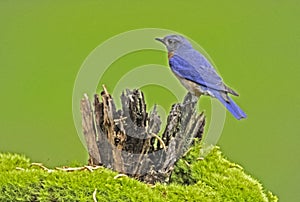 Little Blue Bluebird perched with a light green background.