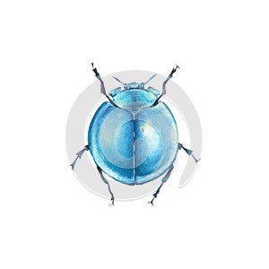 Little blue bug