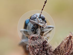 Little blue bug in afternoon