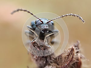 Little blue bug in afternoon
