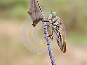 Rainbow robberfly