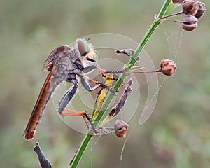 Rainbow robberfly