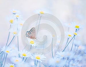Little blue butterfly bluehead on daisy flowers in a meadow. Artistic tender photo.