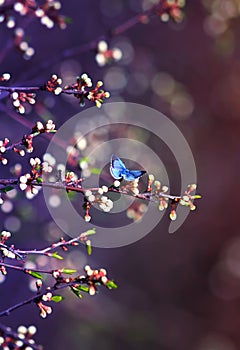 Little blue butterfly, Icarus was sitting on the branch of the c