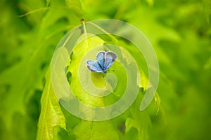 Little blue butterfly