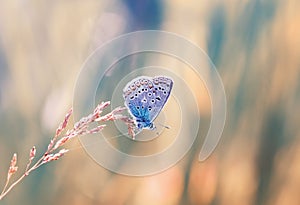 A little blue butterfly sitting on a blade of grass on a sunlit