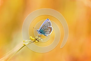 A little blue butterfly sitting on a blade of grass on a sunlit