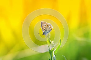 A little blue butterfly sitting on a blade of grass on a sunlit