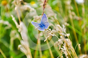 Little blue butterfly sitting on the grass. Wildlife nature macro photo