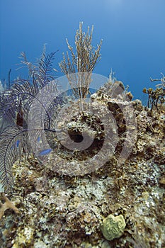 Little blue chromis in a reef