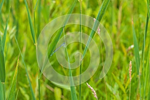 Little blue dragonfly sitting on a green stalk