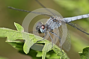 Little Blue Dragonlet dragonfly (Erythrodiplax minuscula) isolated roosting on a leaf. photo