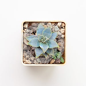 Little blue Echeveria Succulent houseplant in pot on white background