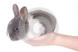 Little blue eyed rabbit in the hands