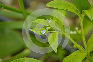 Little blue flower