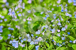 Little blue flowers on a background of green grass