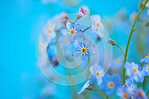 Little blue flowers on colored background