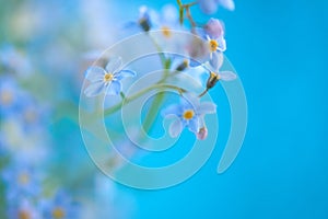 Little blue flowers on colored background with empty space for you text