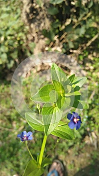 Little Blue flowers on the green plant