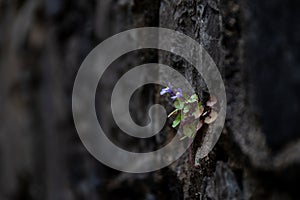 Little blue flowers growing on a blackened wall