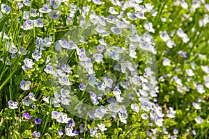 Little blue flowers Veronica filiformis creeping speedwell in the garden. Perennial  groundcover herbaceous plant.  Natural spring