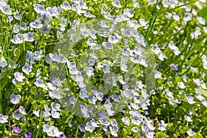 Little blue flowers Veronica filiformis creeping speedwell in the garden. Perennial  groundcover herbaceous plant.  Natural spring