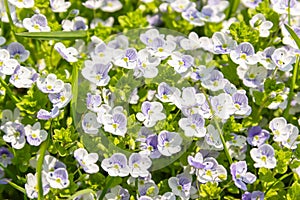 Little blue flowers Veronica filiformis creeping speedwell in the garden. Perennial  groundcover herbaceous plant.  Natural spring